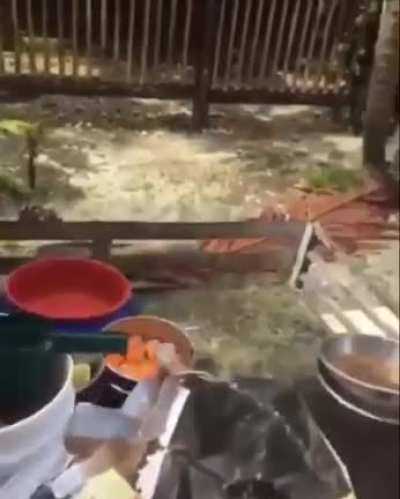 monkey refachero