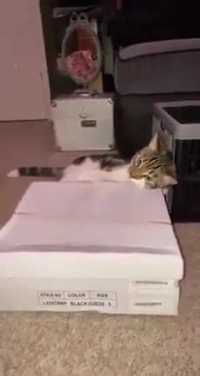 Cat music