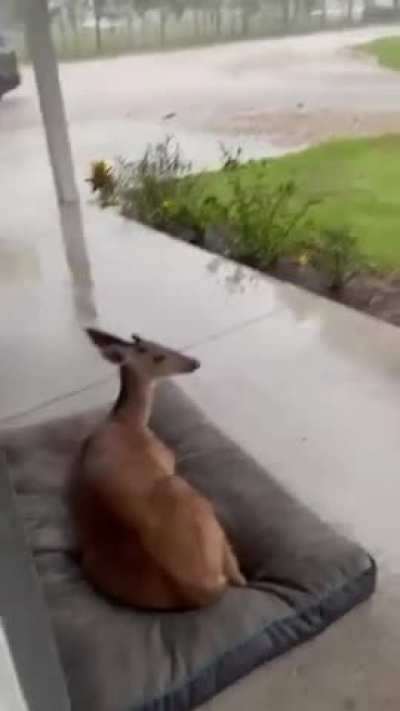 Just a deer laying on a bed watching a storm ⛈