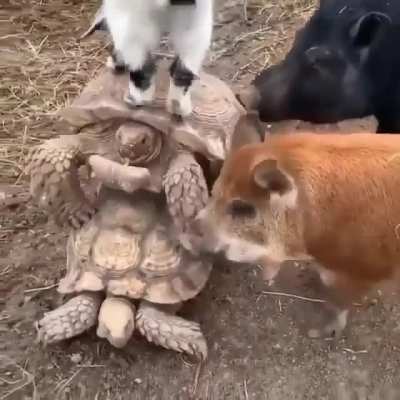 Somebody send this tortoise a wing man