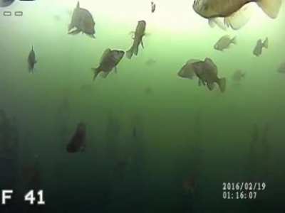 Trying to catch a fish