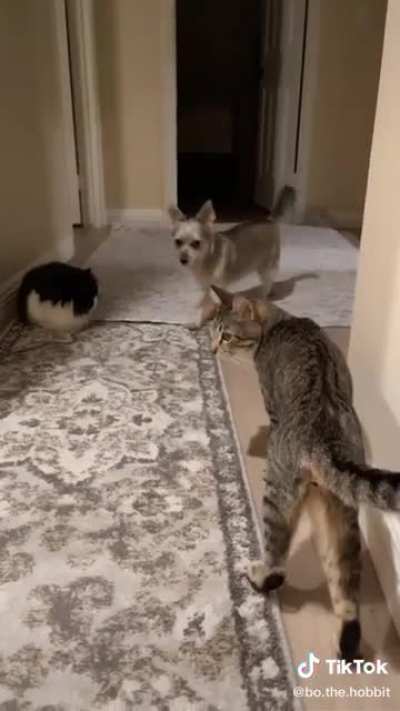 Dogs vs Cats
