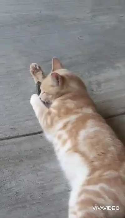 My cat triggered my lizard phobia today when I caught him playing with what I thought was a toy...