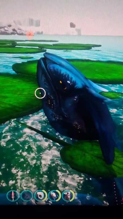 Look at this wildlife enjoying nature