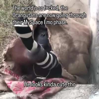 Emorangutan
