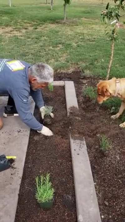 Hard workin' pupper