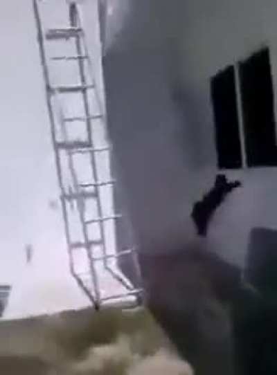gato