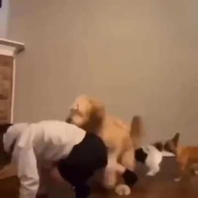 Doggos need some love