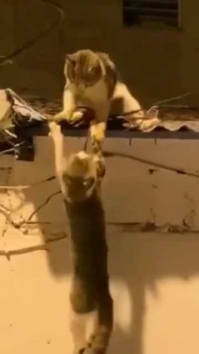 Lion King fan made live action