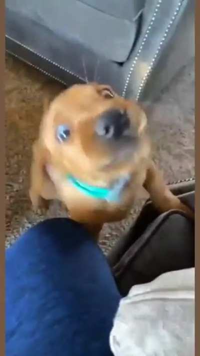 puppy attacks a man (warning: very cute)