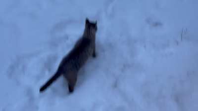 Kitten was already having a hard time with the snow