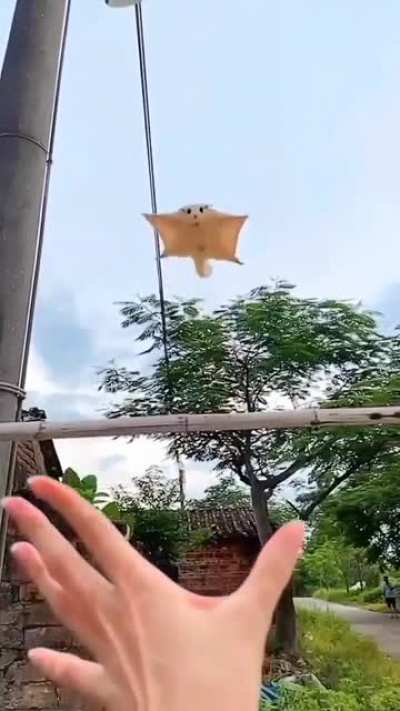 so cute and smol