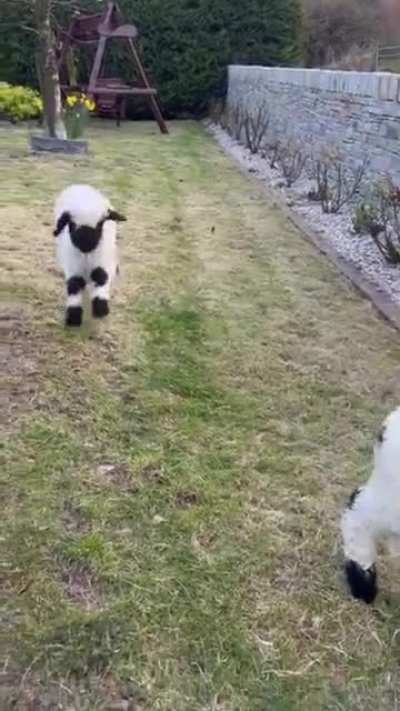 Bouncy Babies of Sheep