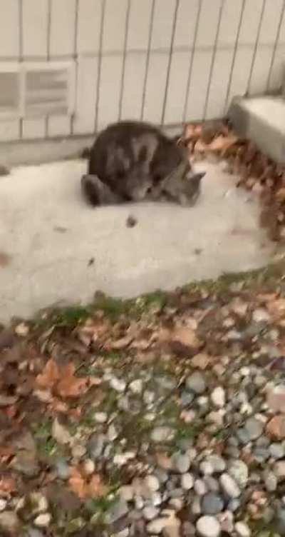 my neighborhood cat
