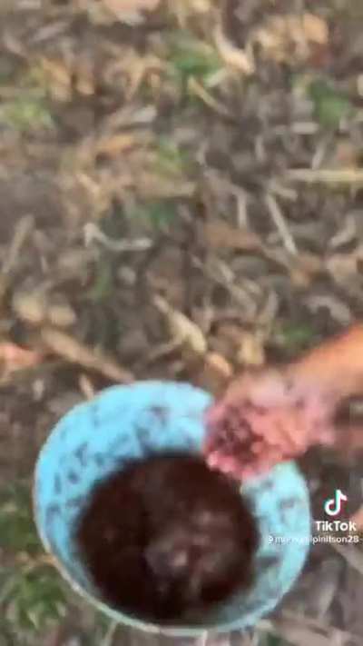 Red Ant Meal