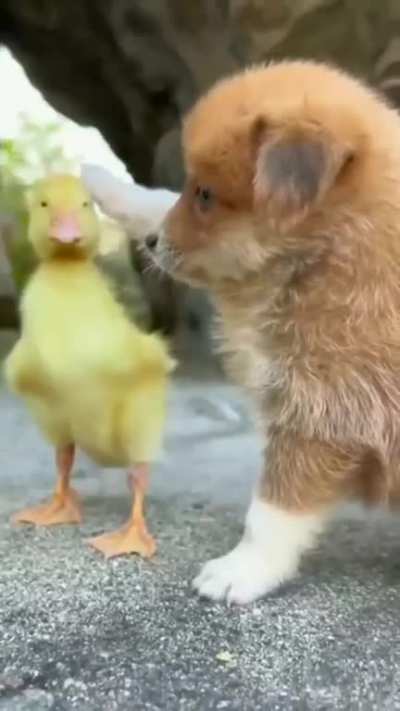 Caring baby dog