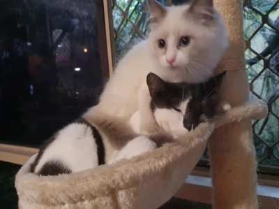 Ever since we brought this bundle of pure energy home, Molly has always been so patient with him