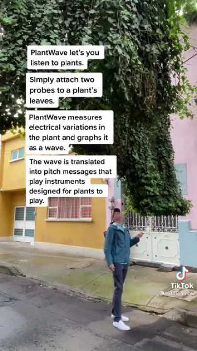 Plants Playing Music…