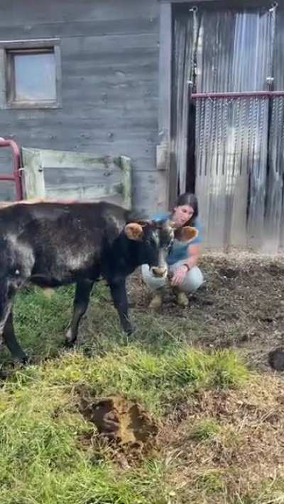 The update ya’ll have been waiting for: Heathcliff’s first moments joining the main herd!❤️ (Woodstock Farm Sanctuary)