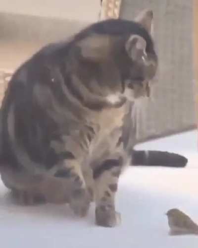 Squish