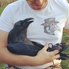 Gothic hugs
