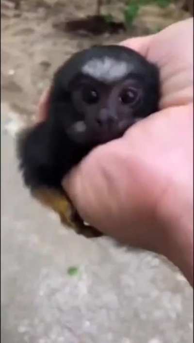 A small friend :>