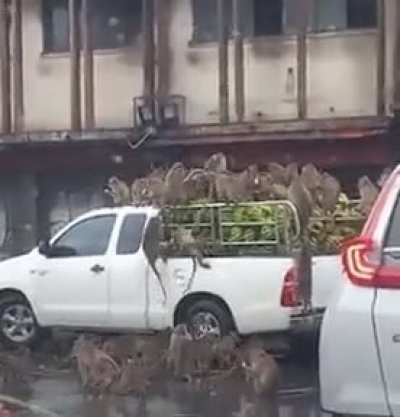 WCGW when your truck full of bananas gets stuck in traffic