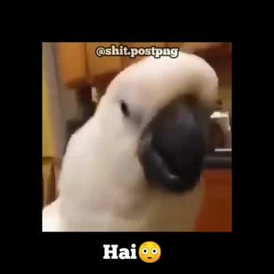Hai😳