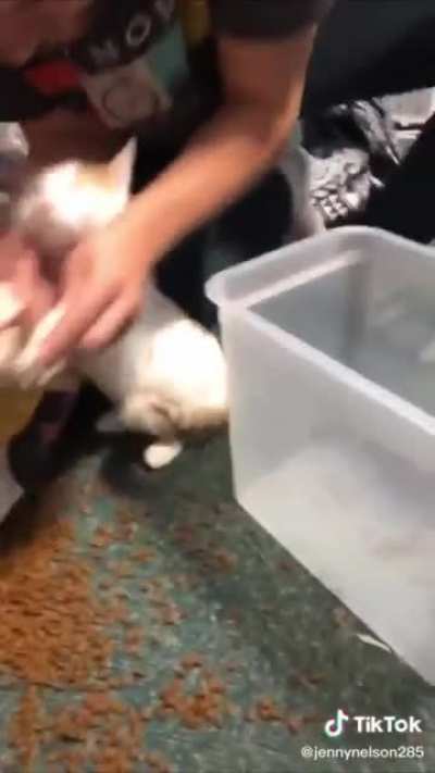 Ah such is the life of a cat owner