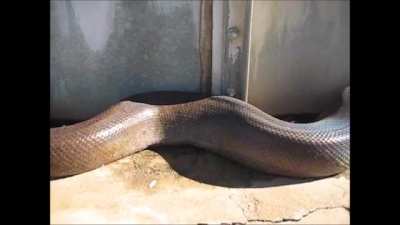 Constipation relief, big dead snake?