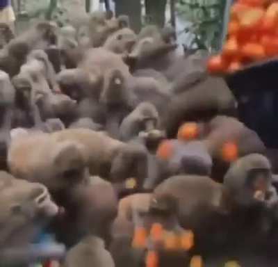 Whoa! Monkey...