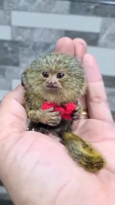 Worlds smallest monkey - Pigmy Marmoset, Western Thailand