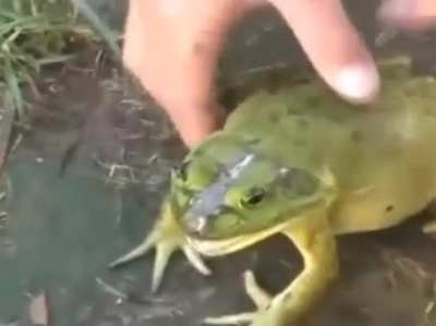 REEEEEE-