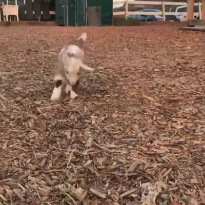 Happy hops