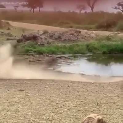 Gazelle Jukes Lion Into Another Dimension