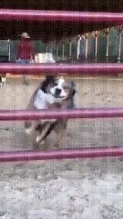 When your Doggo can't resist your presence...