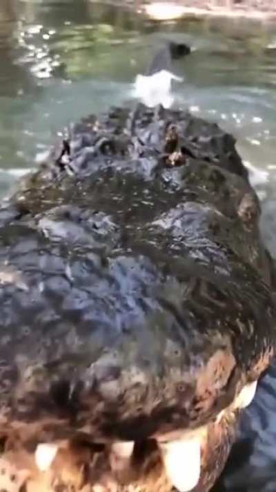 Don’t go in the water