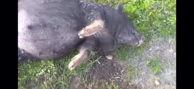 This pig took to much corn mash