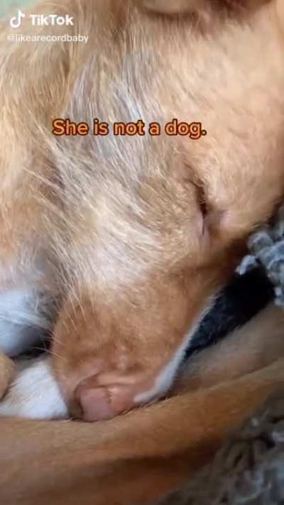 She is not a dog