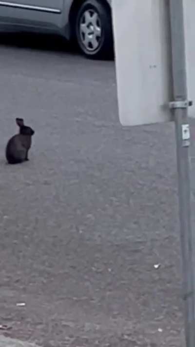 Rabbit Season?