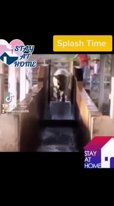 no sabia que las vacas saltaban xd