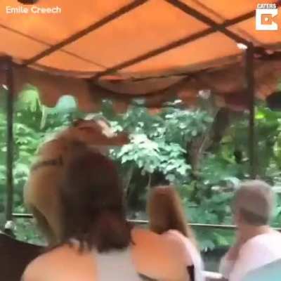 Scaring Hippos