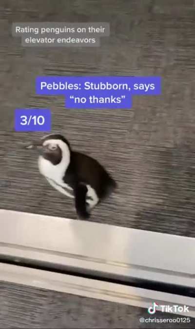 Penguins in elevator