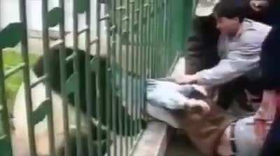 Sitting next to a Panda's cage