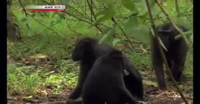 Chad monkey