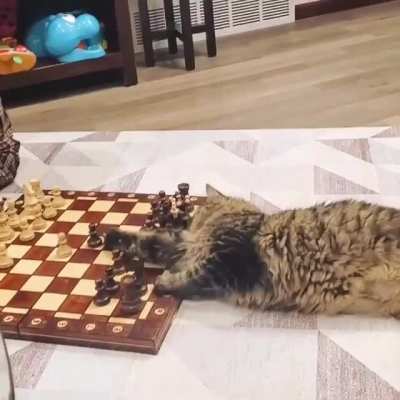 His cat watched Queen's Gambit ONE TIME and now is a chess master..