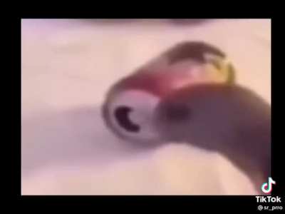 lol