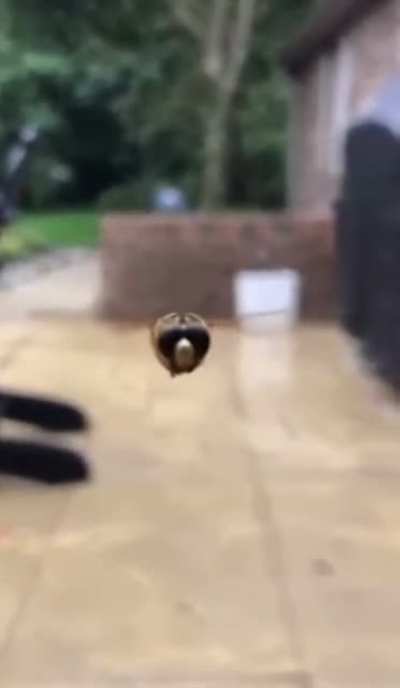 This HoverFly chose violence…