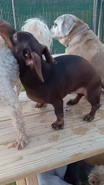 Daycare dancin