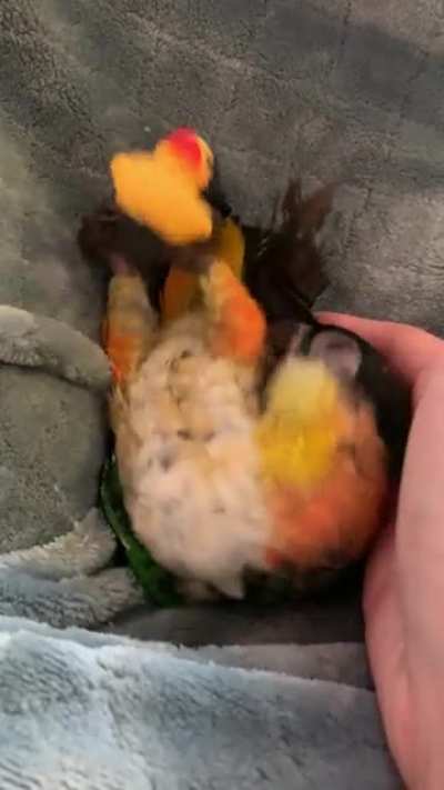 what the duck